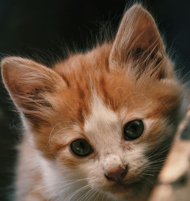 Не верю я в судьбу