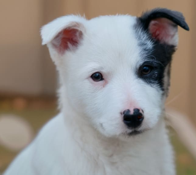 Снежный пес и Дед Мороз