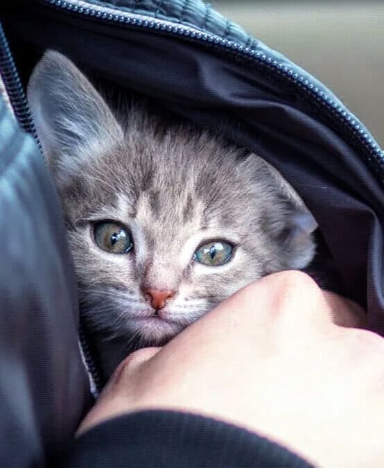 Петькина добыча