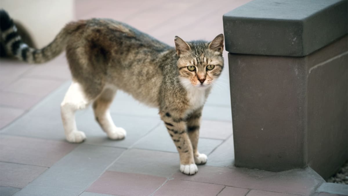 Обжорка и судьба