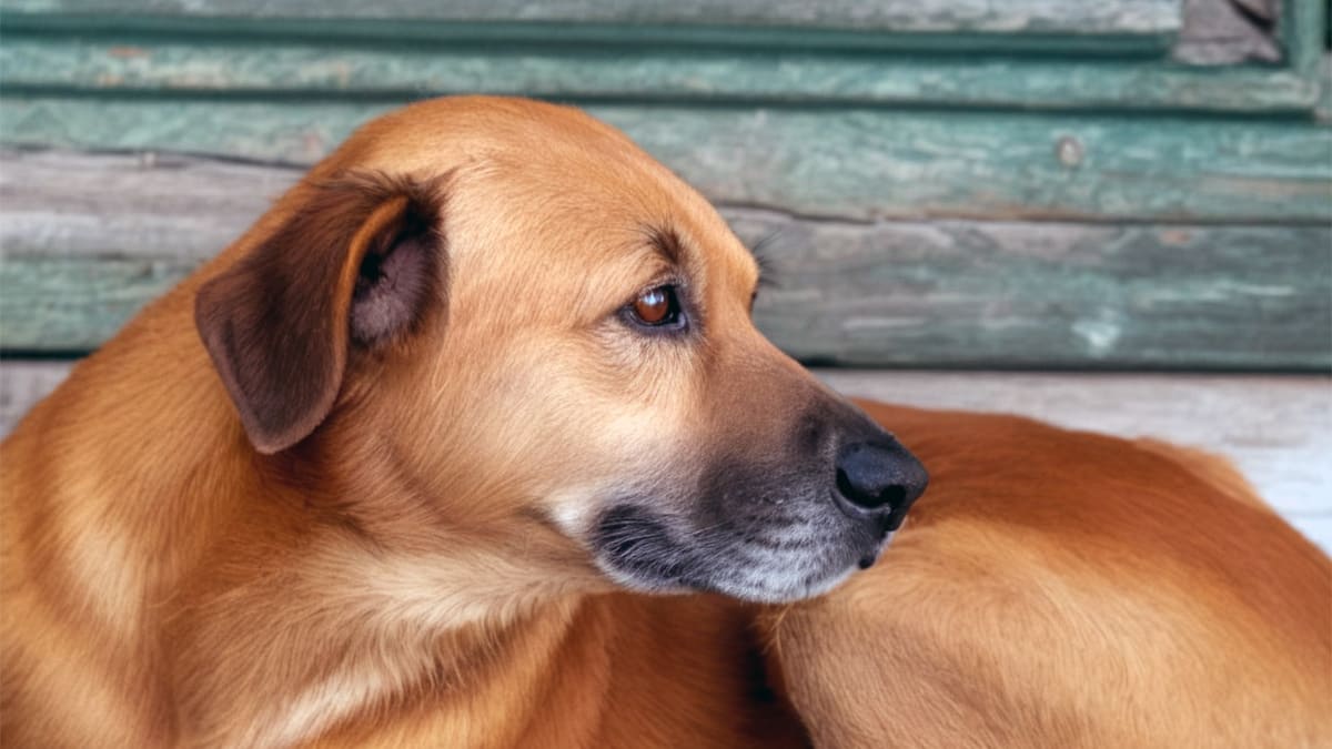 Город, который устал