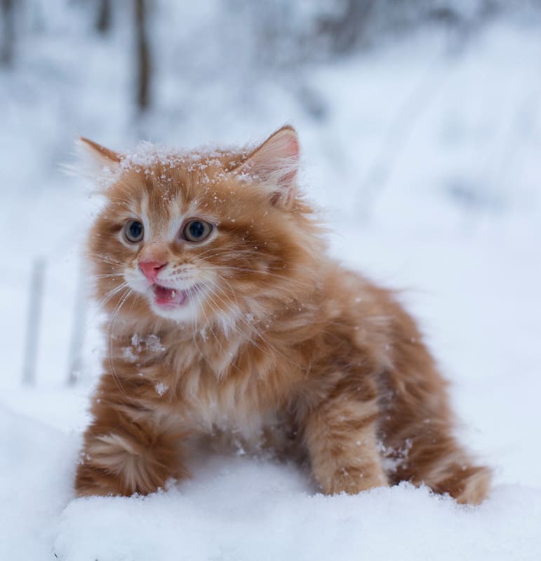 Я буду рядом, мам