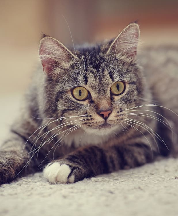 Ты зачем пришла