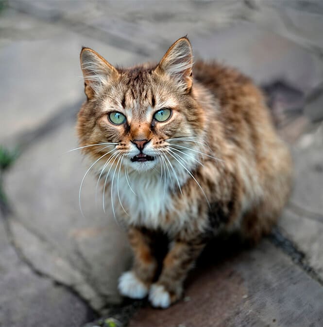 Наследный кот