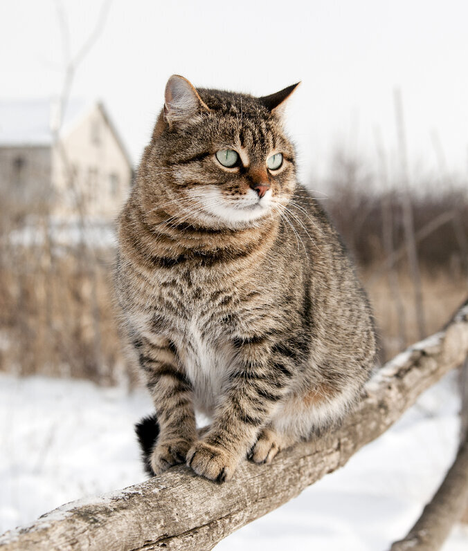 Он больше не вернется