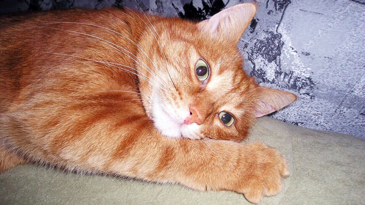 Проживём как-нибудь