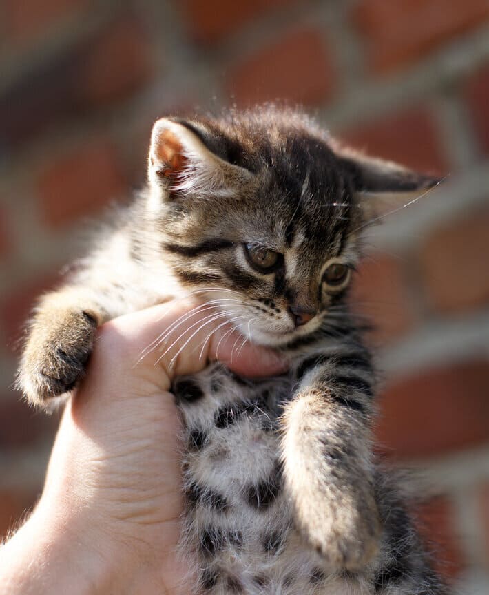 А что папа скажет?