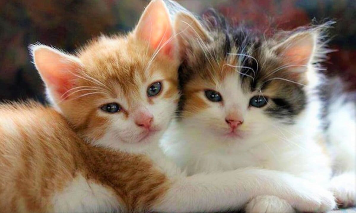 Котёнок на выбор