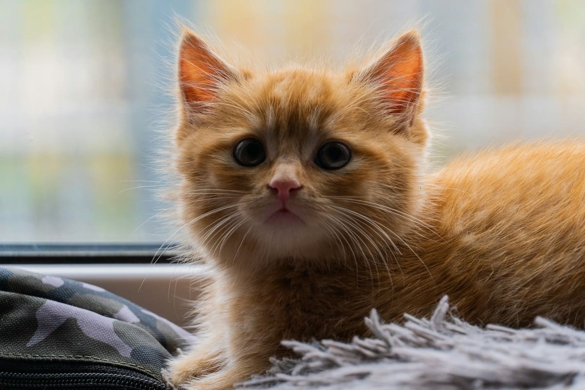 Приезжай, он умирает