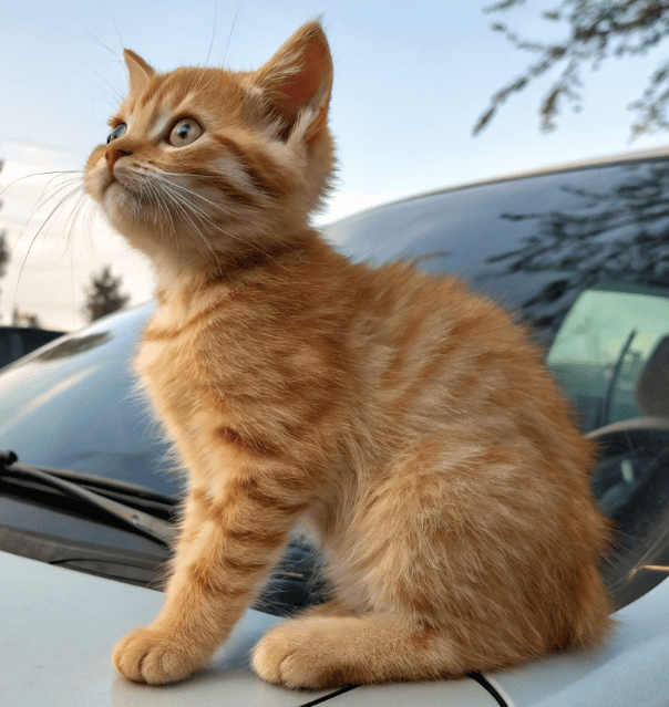 Олег не верил глазам — из-под капота машины торчал рыжий хвостик