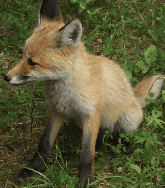 Рыжая история