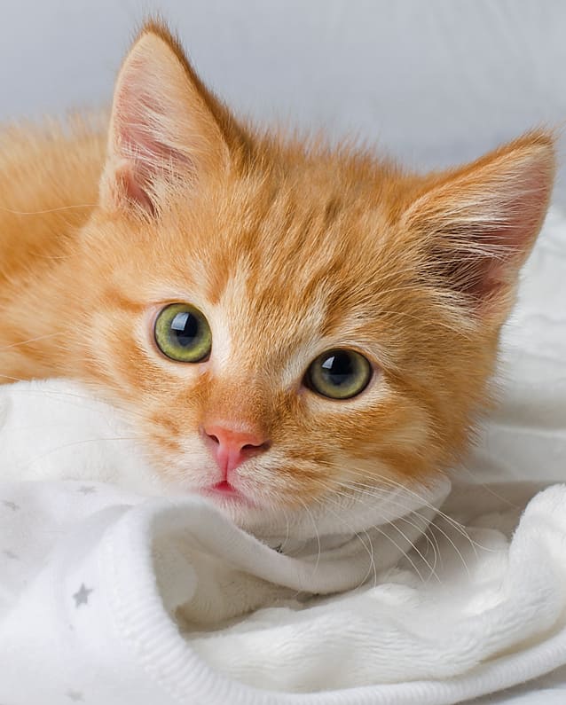 Последняя капля