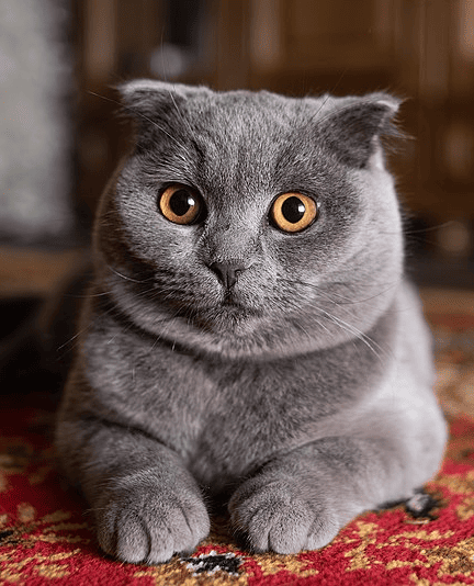 «Товар» возврату не подлежит