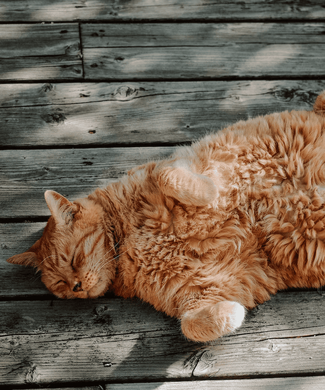 Сердцу не прикажешь