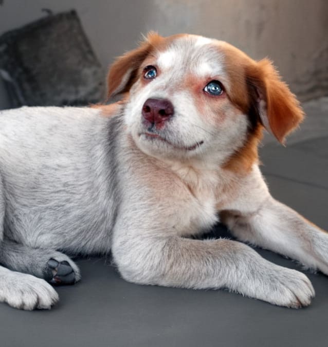 Забытая мечта