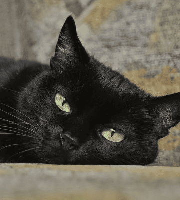 Денежные коты