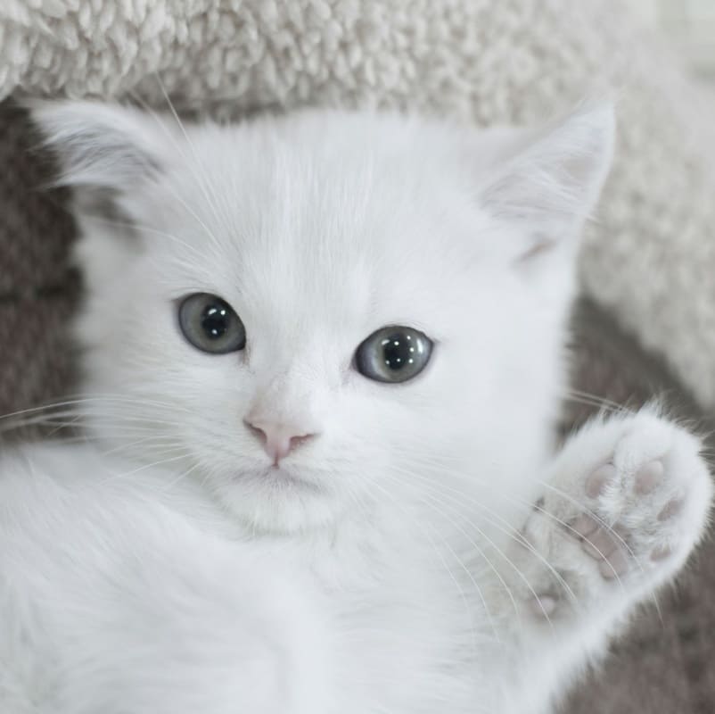 Чудо под Новый год