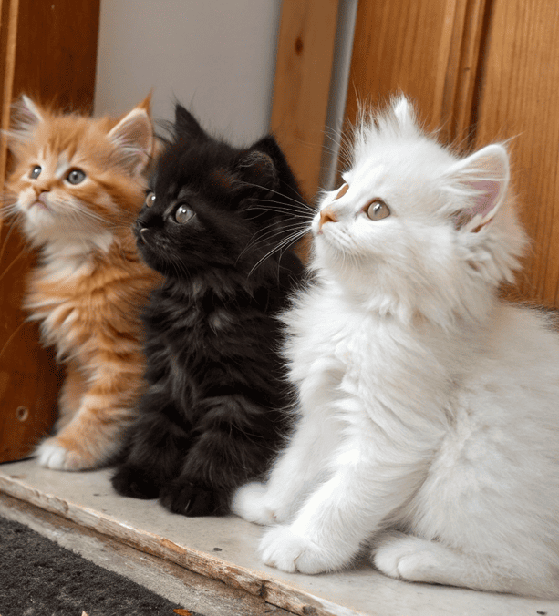 Света повернула ключ и обомлела: у дверей сидели три пушистых гостя