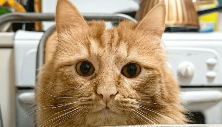 — Ты променял меня на какого-то кота, — возмущалась Катя! Но Андрей не пожалел о случившемся