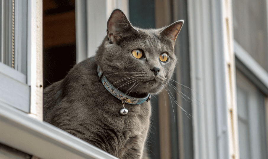Кот появился на подоконнике неожиданно! На ошейнике было всего одно слово