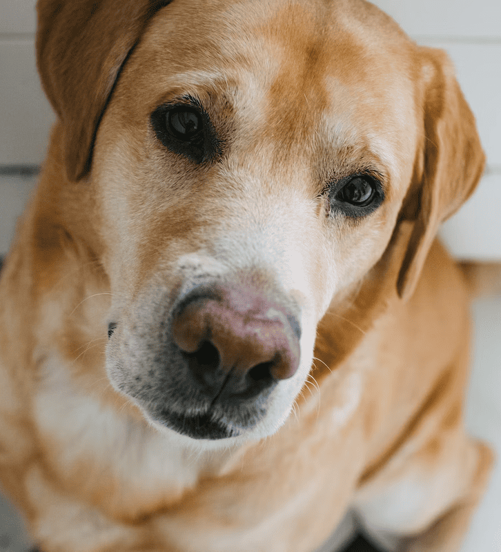 Предателей не прощают