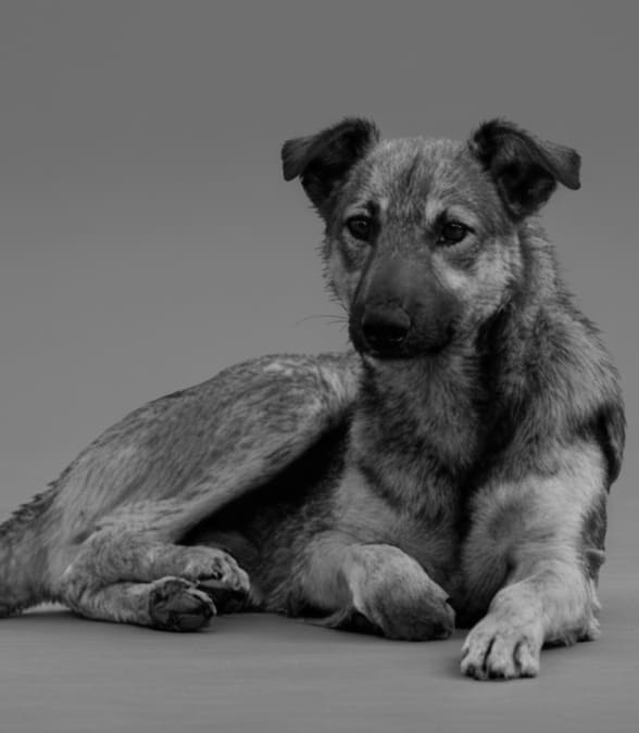 «Чистый» город