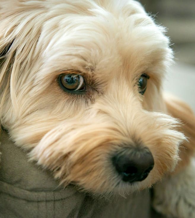 Он больше не вернётся