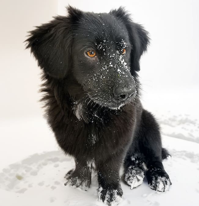 Последний друг