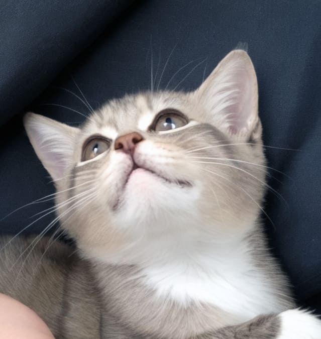 Папина кошка