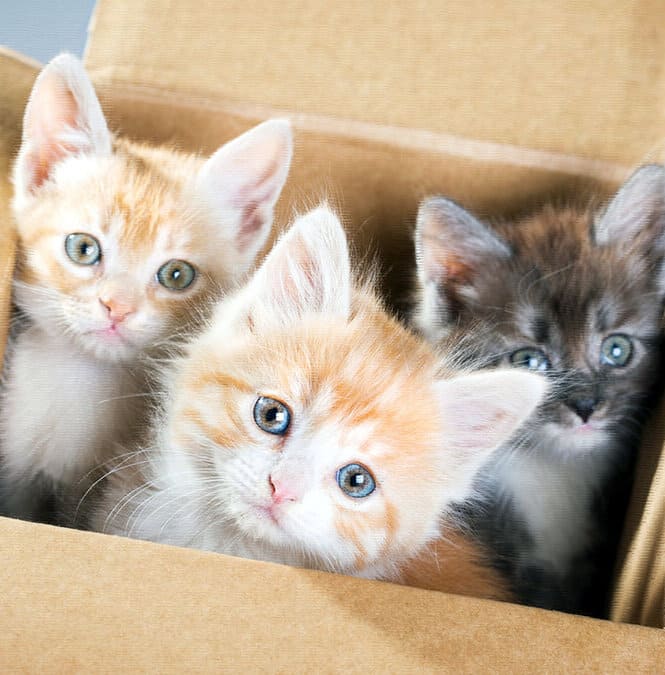 Плюшка, Мушка, Антрекот