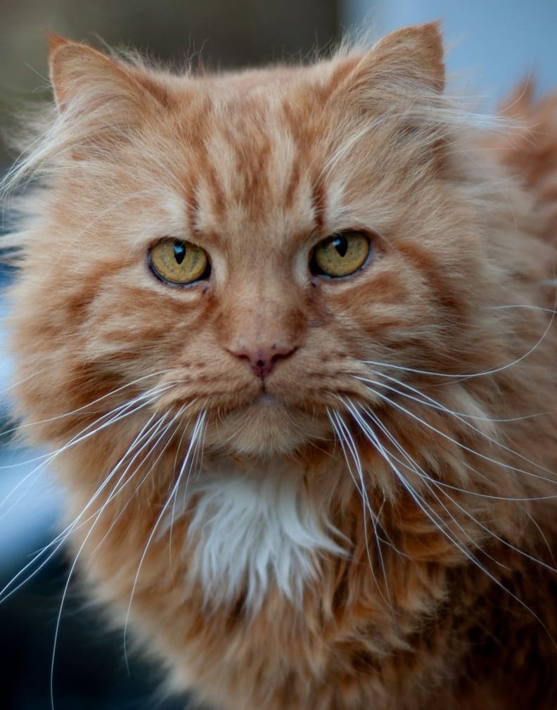 Какой пример я покажу дочери?