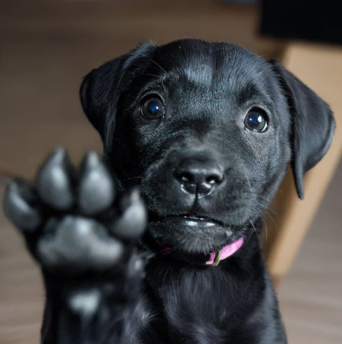 Весёлая жизнь