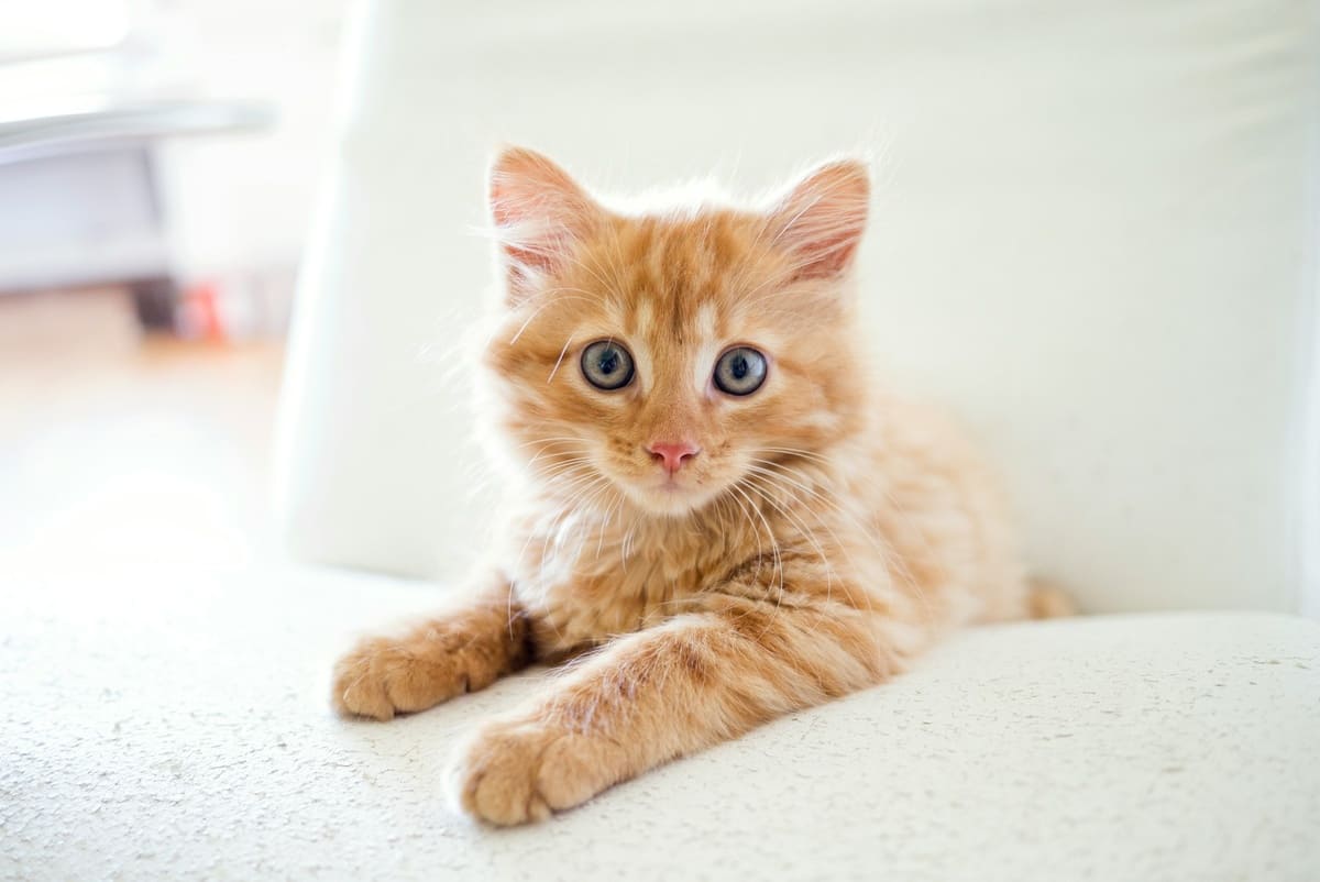 По воле случая