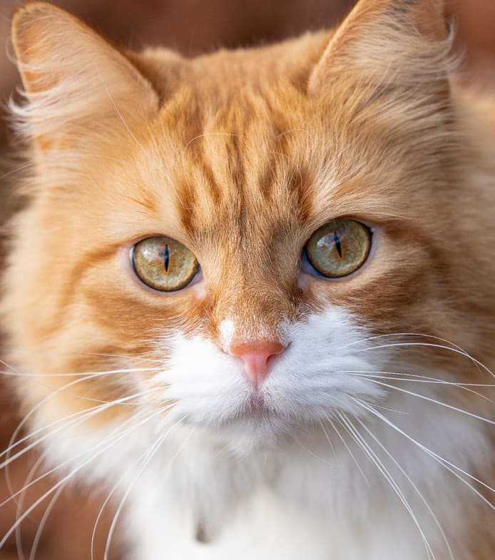 Последняя просьба