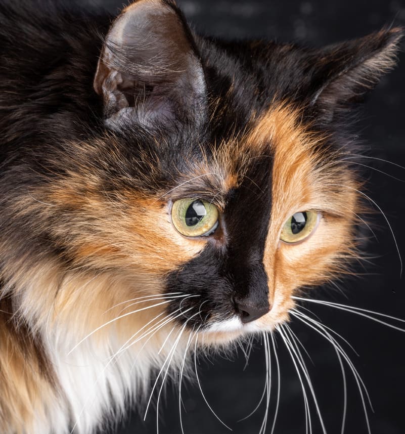 Любой бы так поступил