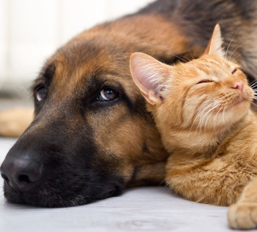 Счастье рядом