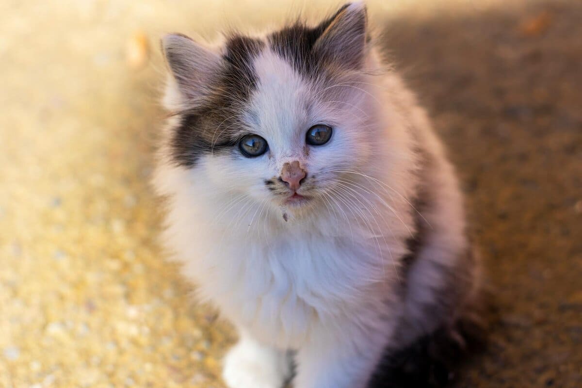 Прости меня, мама