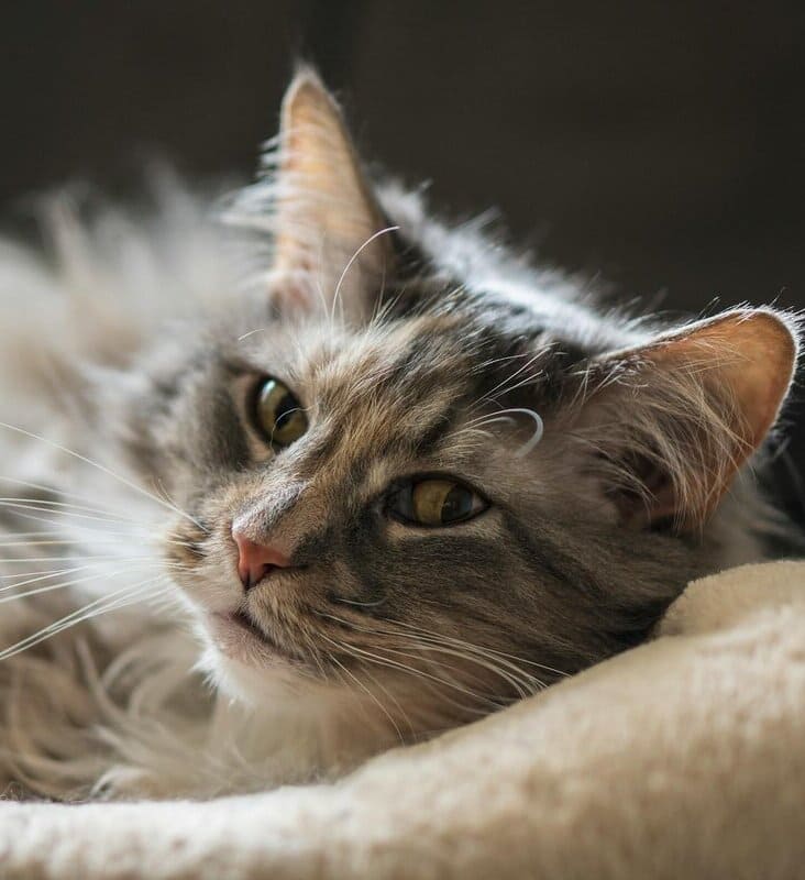 Мне недолго осталось