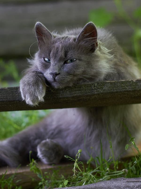 Заброшенная дача