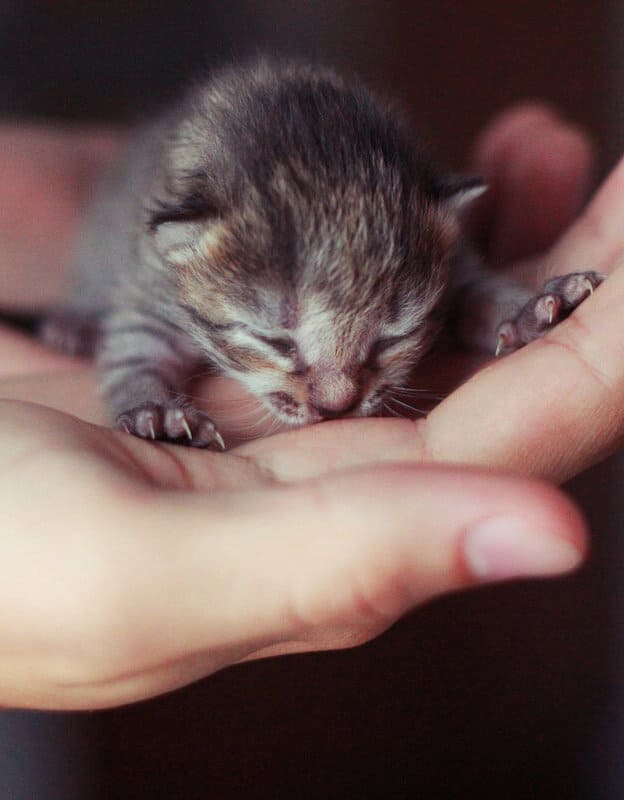 Мусик всемогущий