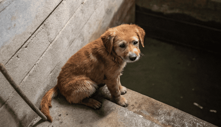Собака сидела в бетонном колодце месяц: лишь один человек знал о ее существовании