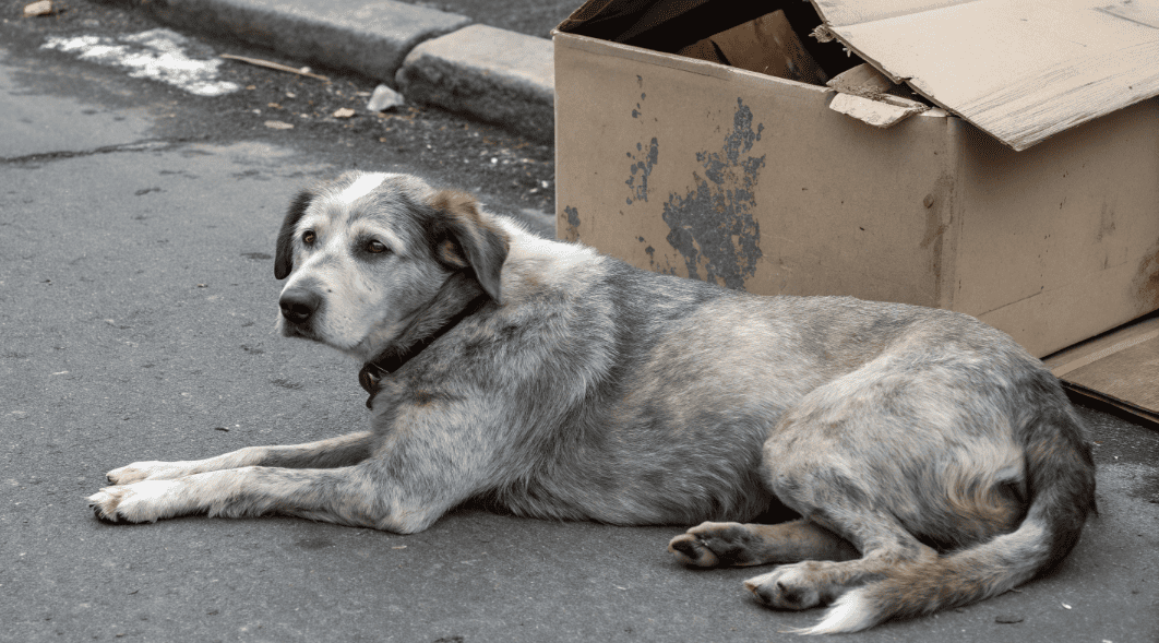 Прохожие торопились мимо коробки - и только старый пес знал о ее содержимом