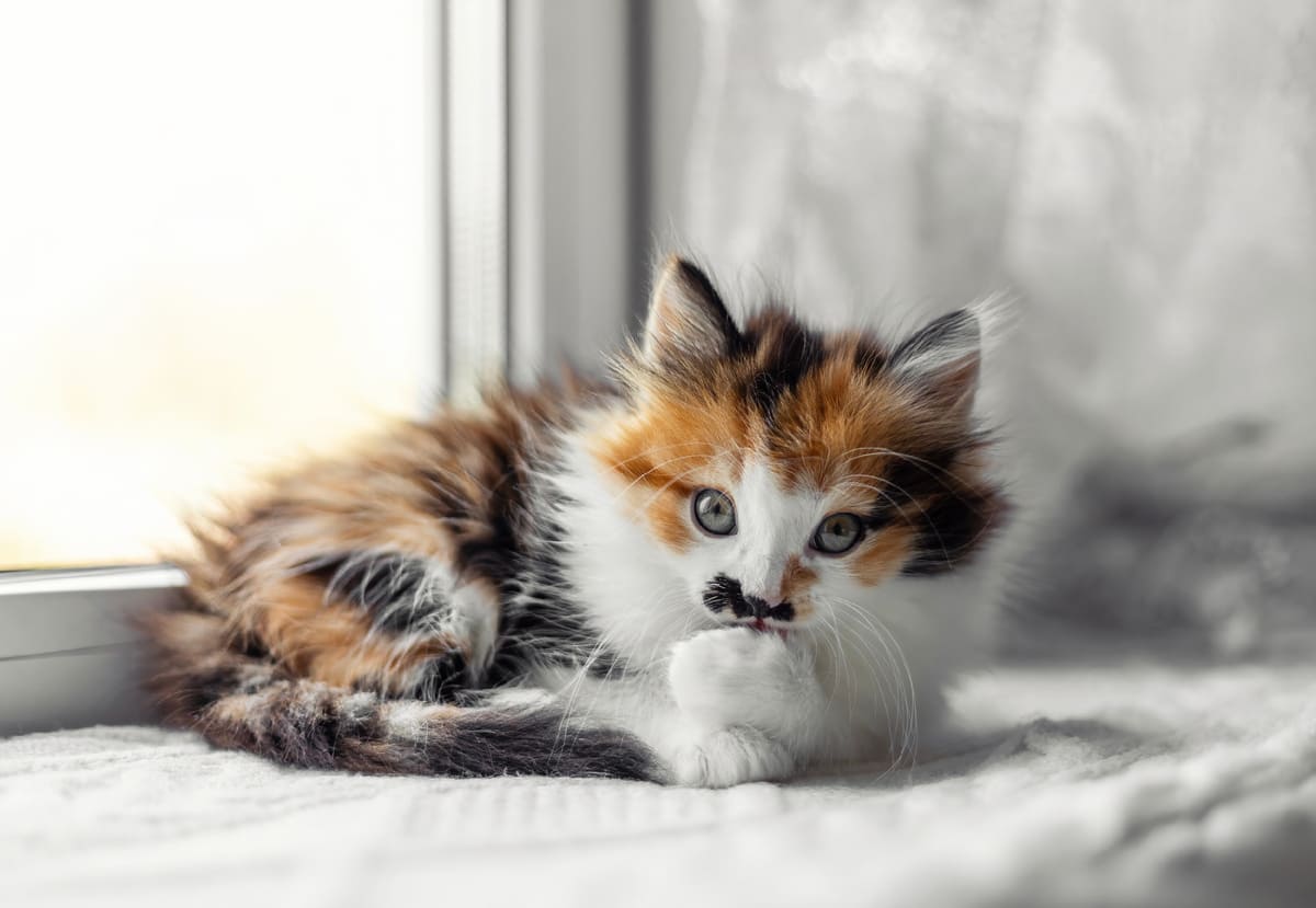 Маленькая радость