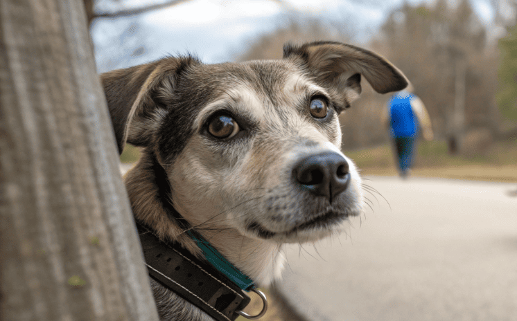Дворняга преследовала Михаила! Когда он узнал почему — не смог сдержать слез