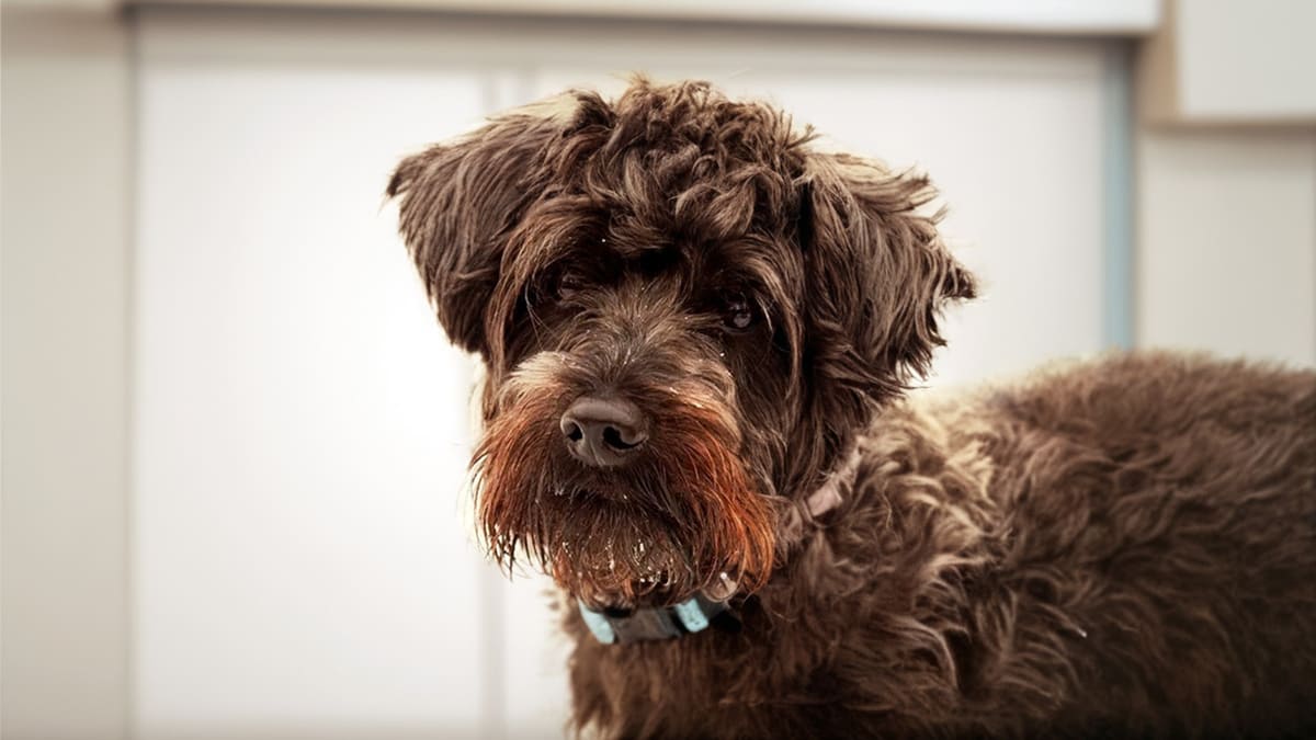 Рука об лапу