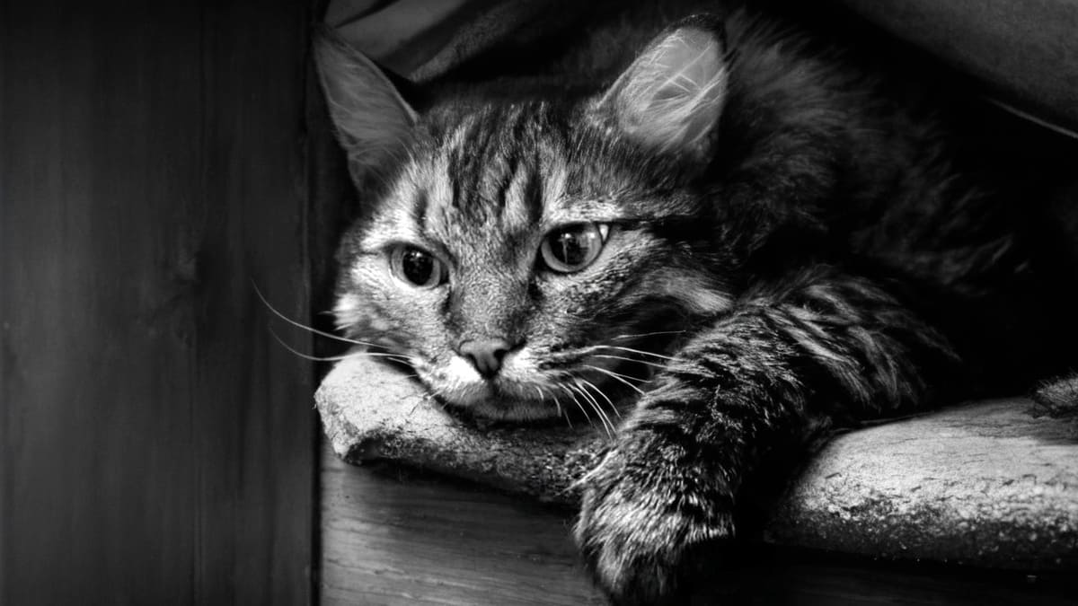 Магазин посылок