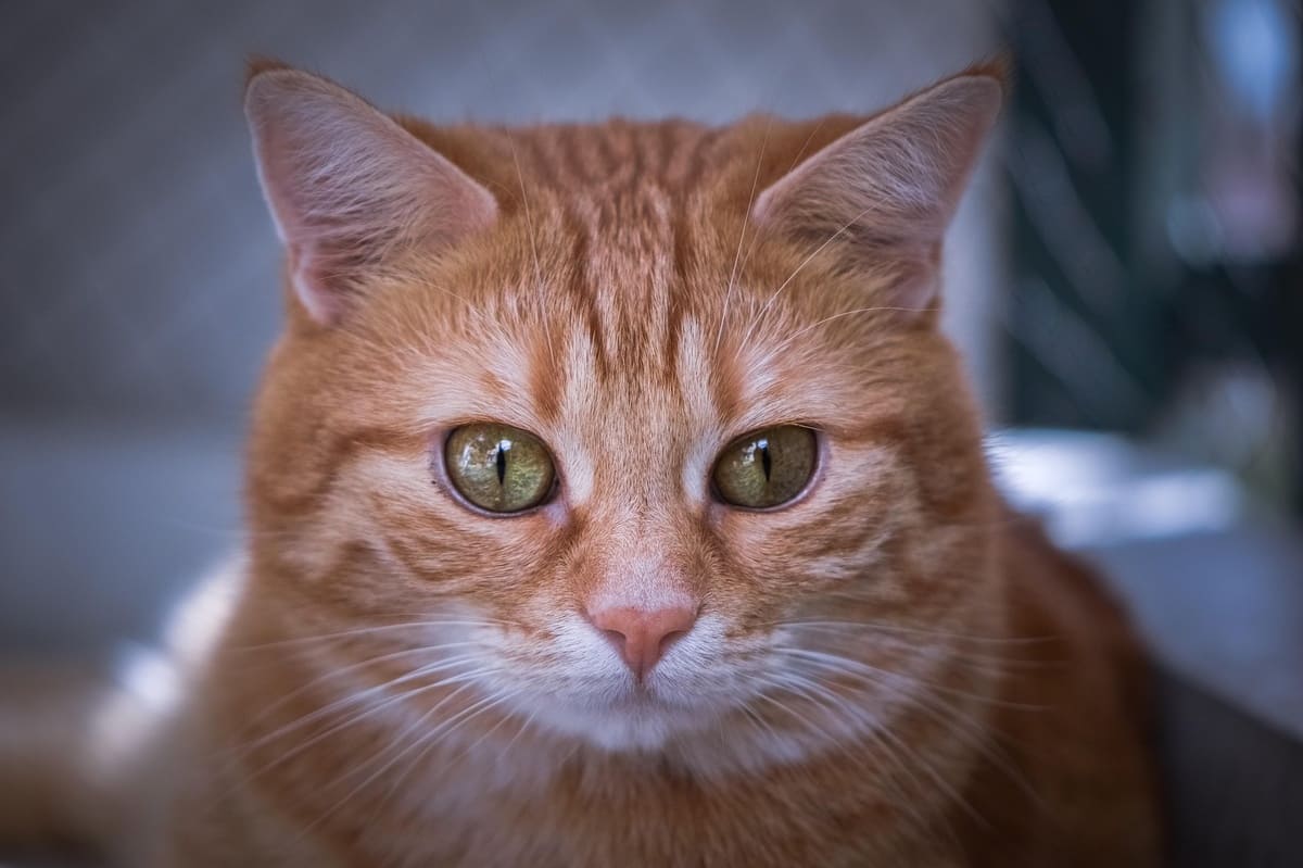 Сбежали с поезда