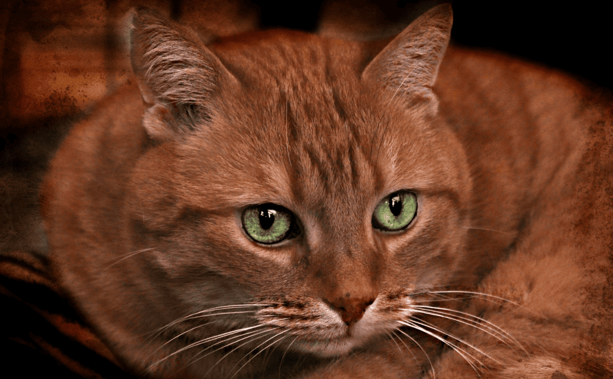 Из жизни кошатников