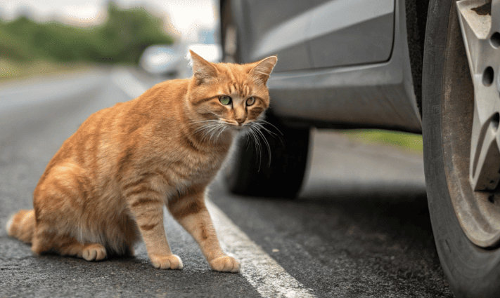 Григорий нажал на тормоз — рыжий кот сидел посреди дороги и смотрел с вызовом