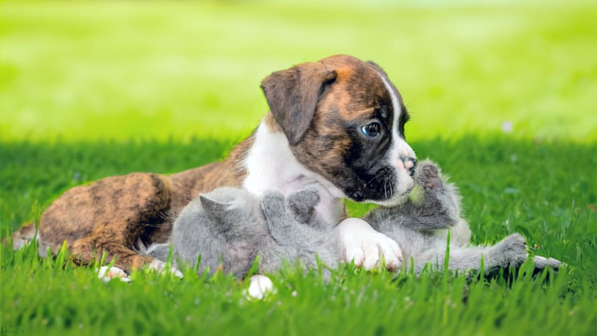 Зов предков